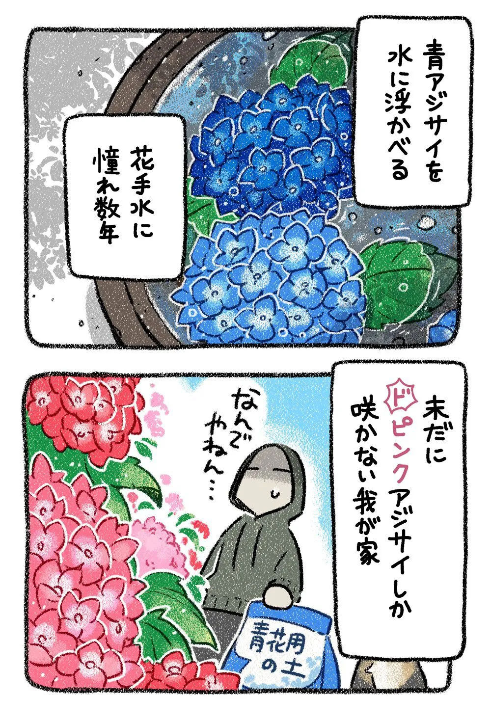 『アジサイ』(9／12)