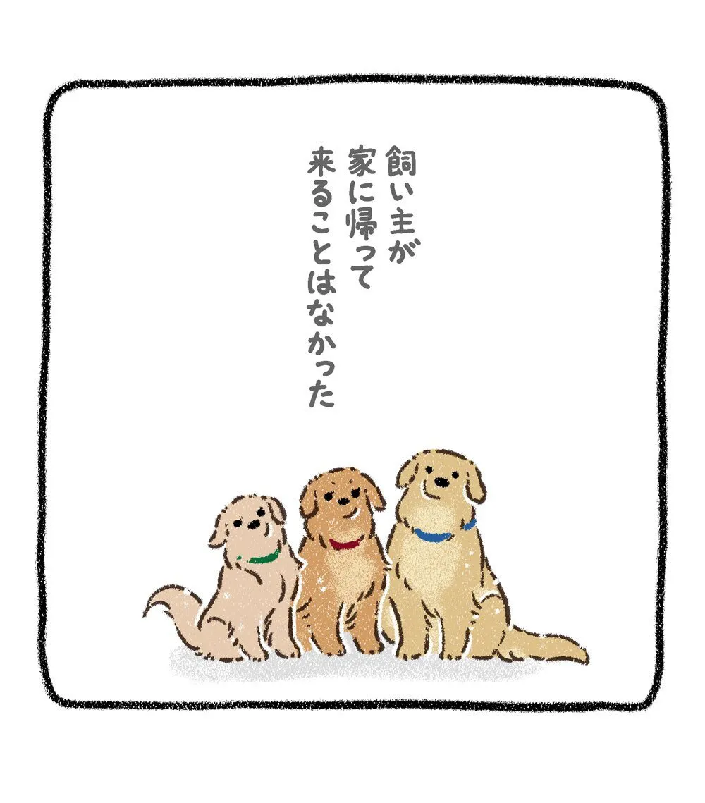 『ドベとノラ　犬が結んだご縁』より『保護犬茶々のお話　ゴールデン×3番外編』(24／24)