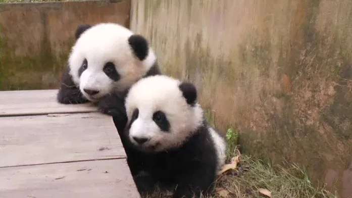 かわいい赤ちゃんパンダにほっこり…癒されながら成長を見守れる