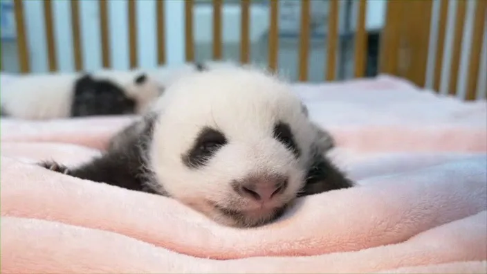 かわいい赤ちゃんパンダにほっこり…癒されながら成長を見守れる