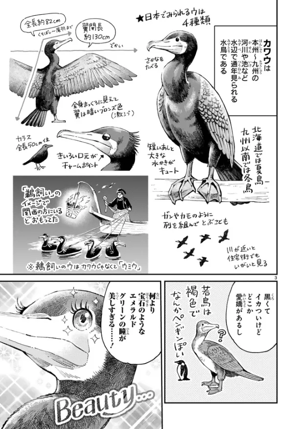 『まいにち鳥びより』第2羽『カワウのおはなし』(3／10)