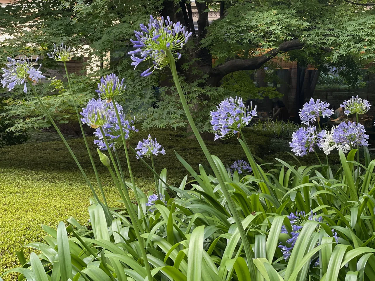 都内での散歩中に見かけたアガパンサスの花