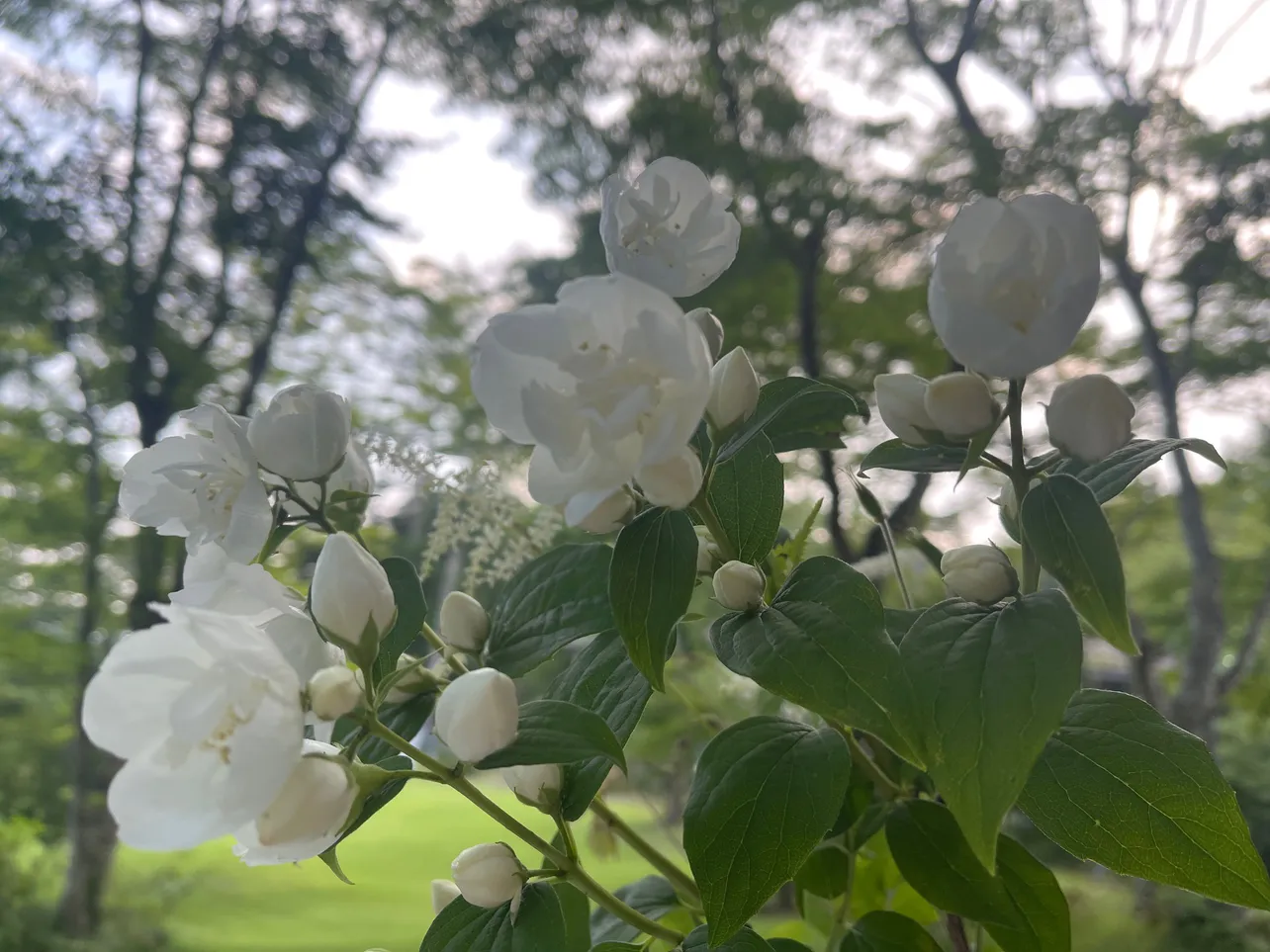 【写真】大好きだった愛犬の墓の前に植えた梅花空木の木