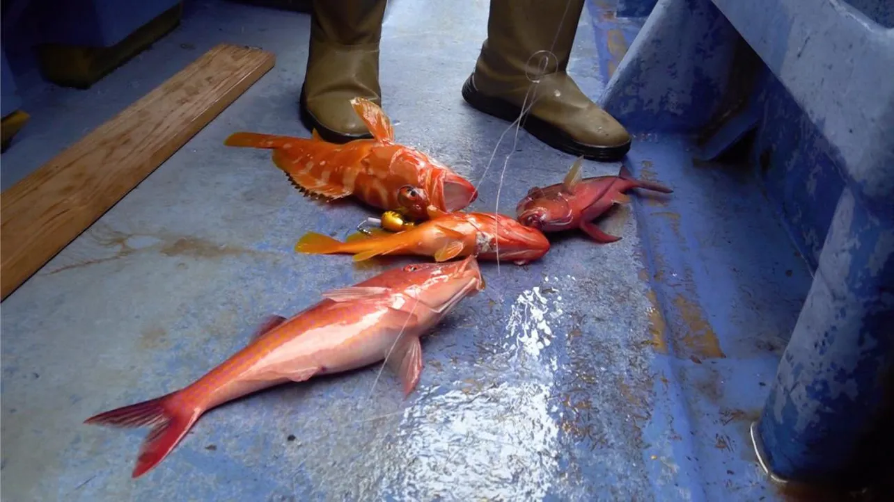 「鈴木拓とマルコスの釣りわっしょい！」