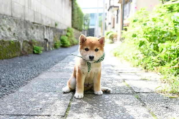 【写真を見る】おすましする20代目豆助。キュートな姿がたまらない！