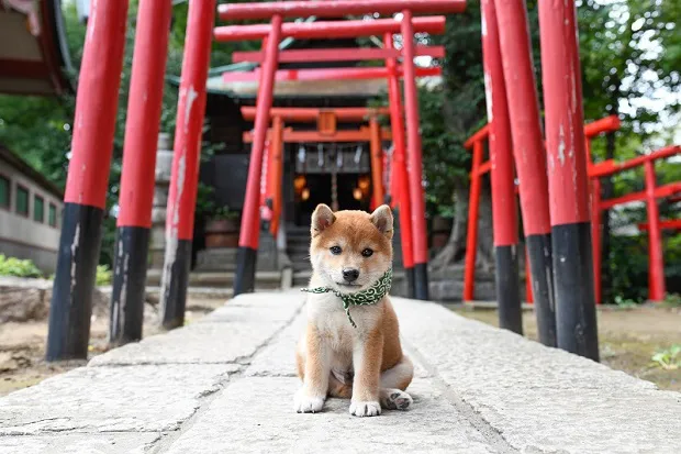 20代目はやんちゃなオスの柴犬に。かわいい姿がお披露目となった