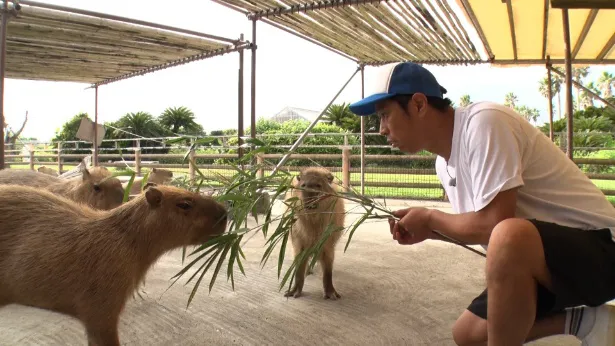 「パンサー尾形のどんぶり旅」