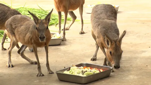 「パンサー尾形のどんぶり旅」