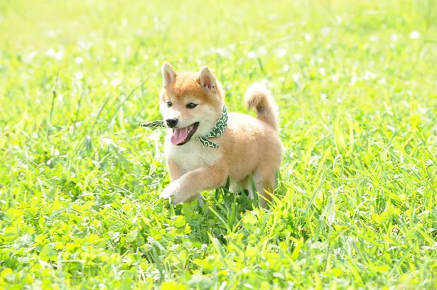 画像 柴犬好きにはたまらない 代目豆助のかわいい姿を一挙紹介 4 15 Webザテレビジョン