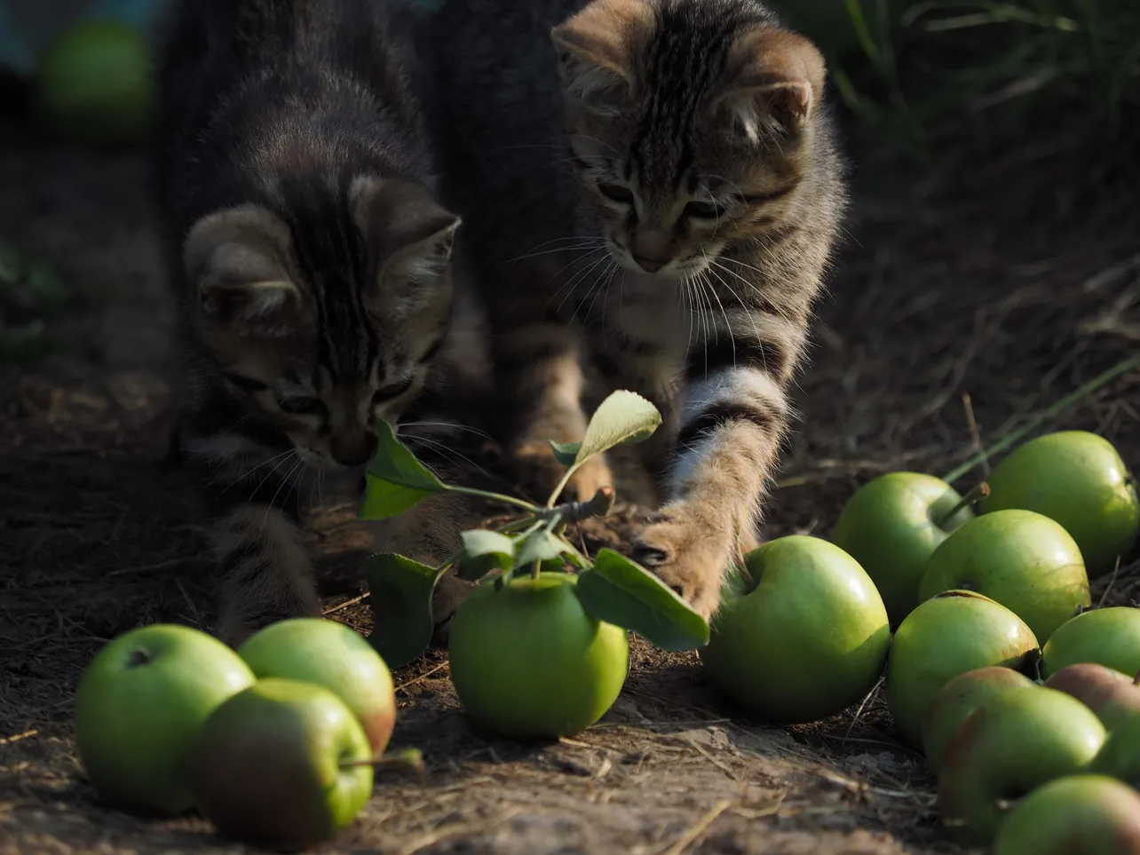 ネコ依存症”吉岡里帆がリンゴで遊ぶ子ネコのキュートさに悶絶！ | WEB