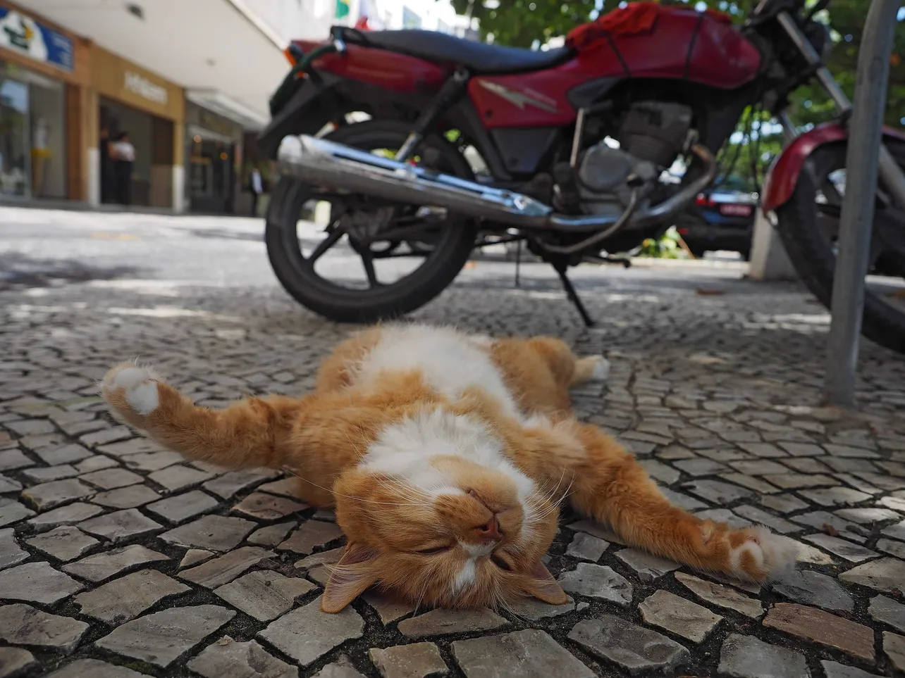 印象的なネコはリオデジャネイロのシキンニョと明かす吉岡
