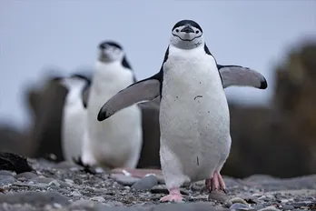 “映画監督にして探検家”ジェームズ・キャメロンとクルーが捉えた“知られざるペンギンの生態”に驚き<ペンギンのひみつ:過酷な世界を生きる術>