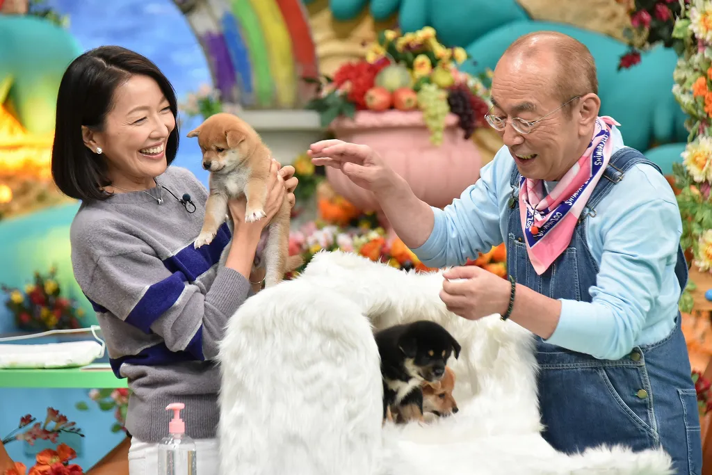 【写真を見る】かわい過ぎる！　スタジオに登場した柴犬の赤ちゃんに志村けんが目を細める