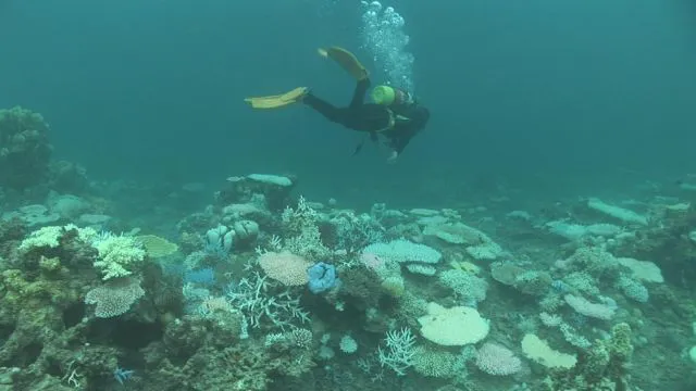 サンゴの大規模白化が起きた沖縄の海