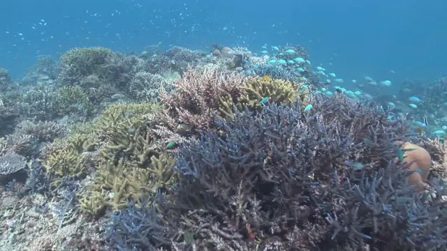 沖縄の美しいサンゴ礁