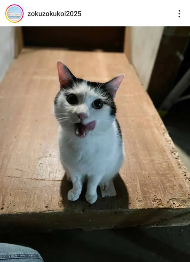 ※画像は「続・続・最後から二番目の恋」公式Instagram(zokuzokukoi2025)より