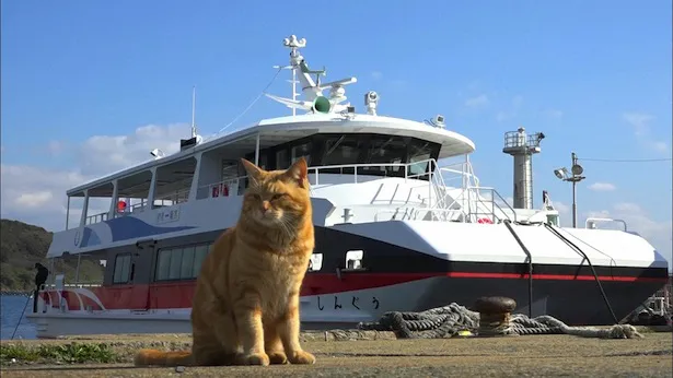 舞台はおよそ100匹のネコが暮らす“猫の島”福岡・相島