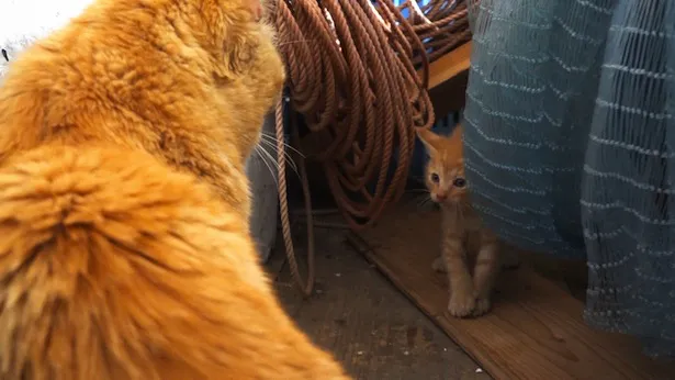 【写真を見る】コムギが子ネコと対面…このあと、放送できない展開に!?