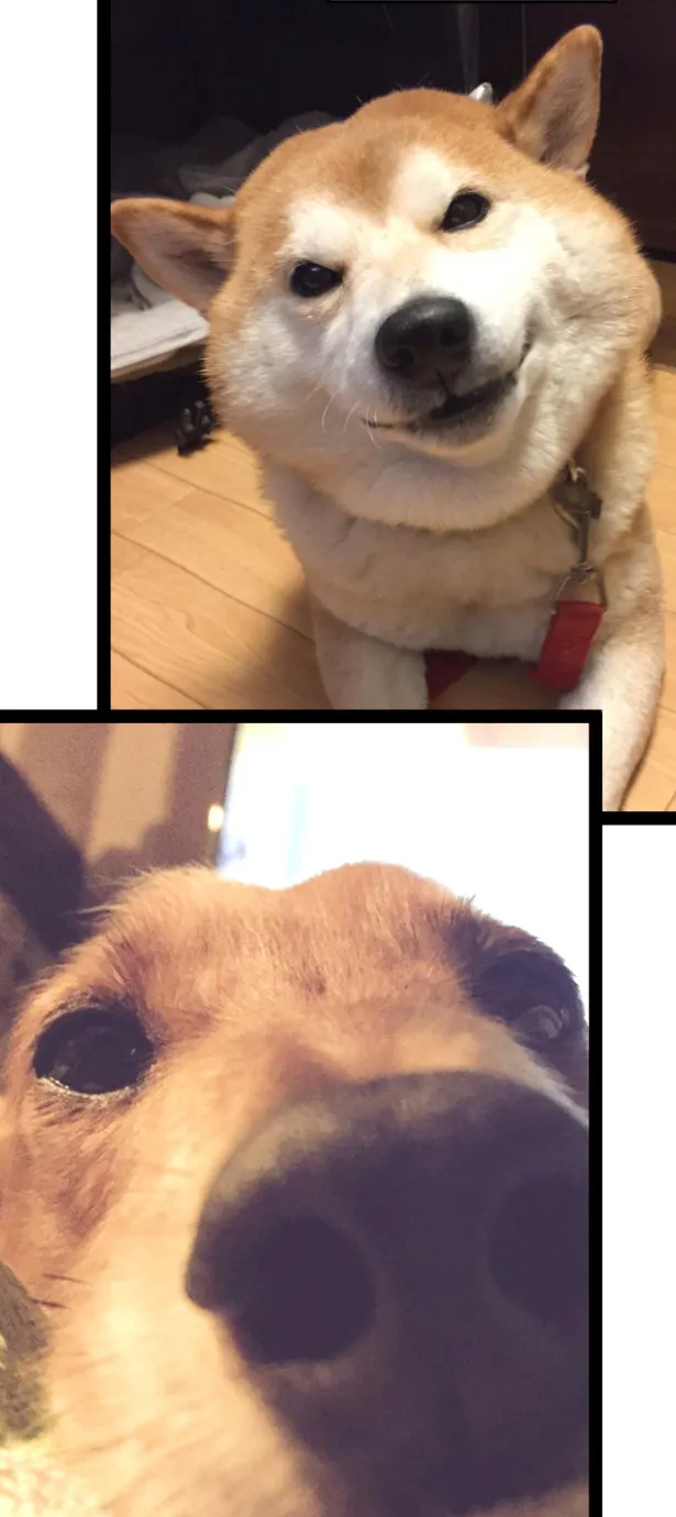 『愛犬たちの写真』(3/3)