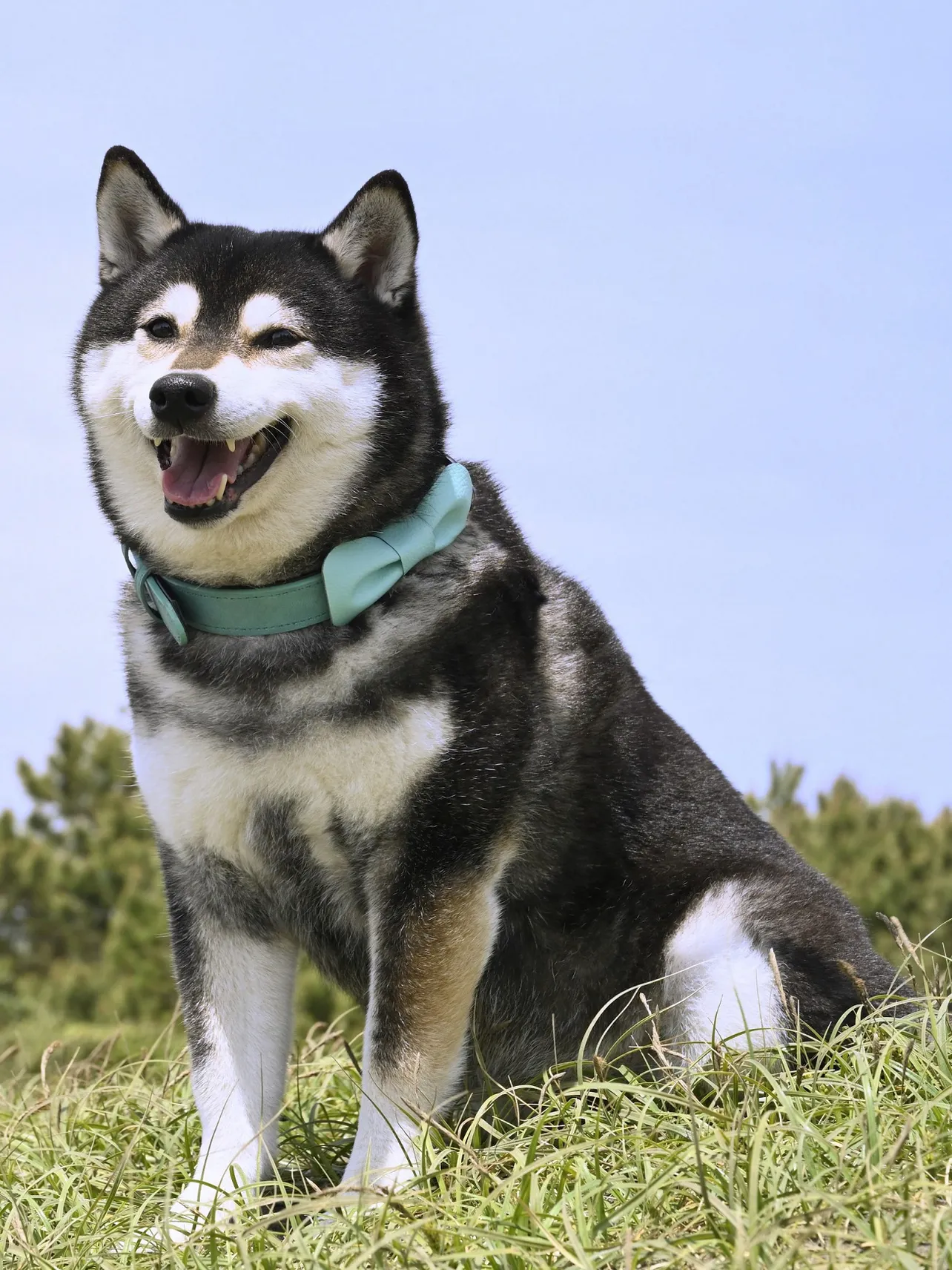 津田健次郎が声を担当するボム