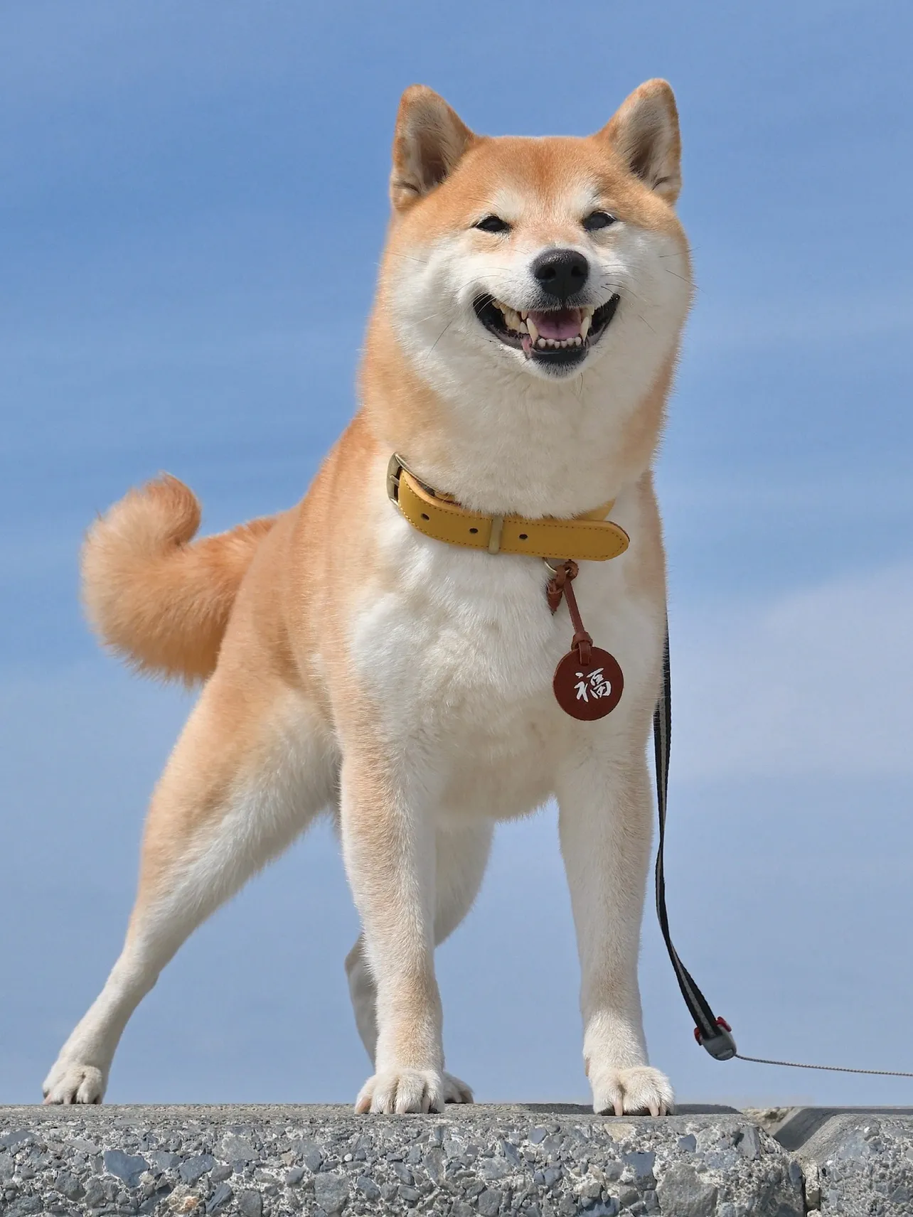 【写真】相楽(大東駿介)の愛犬・福助