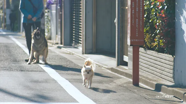 途中、大型犬に遭遇する場面も