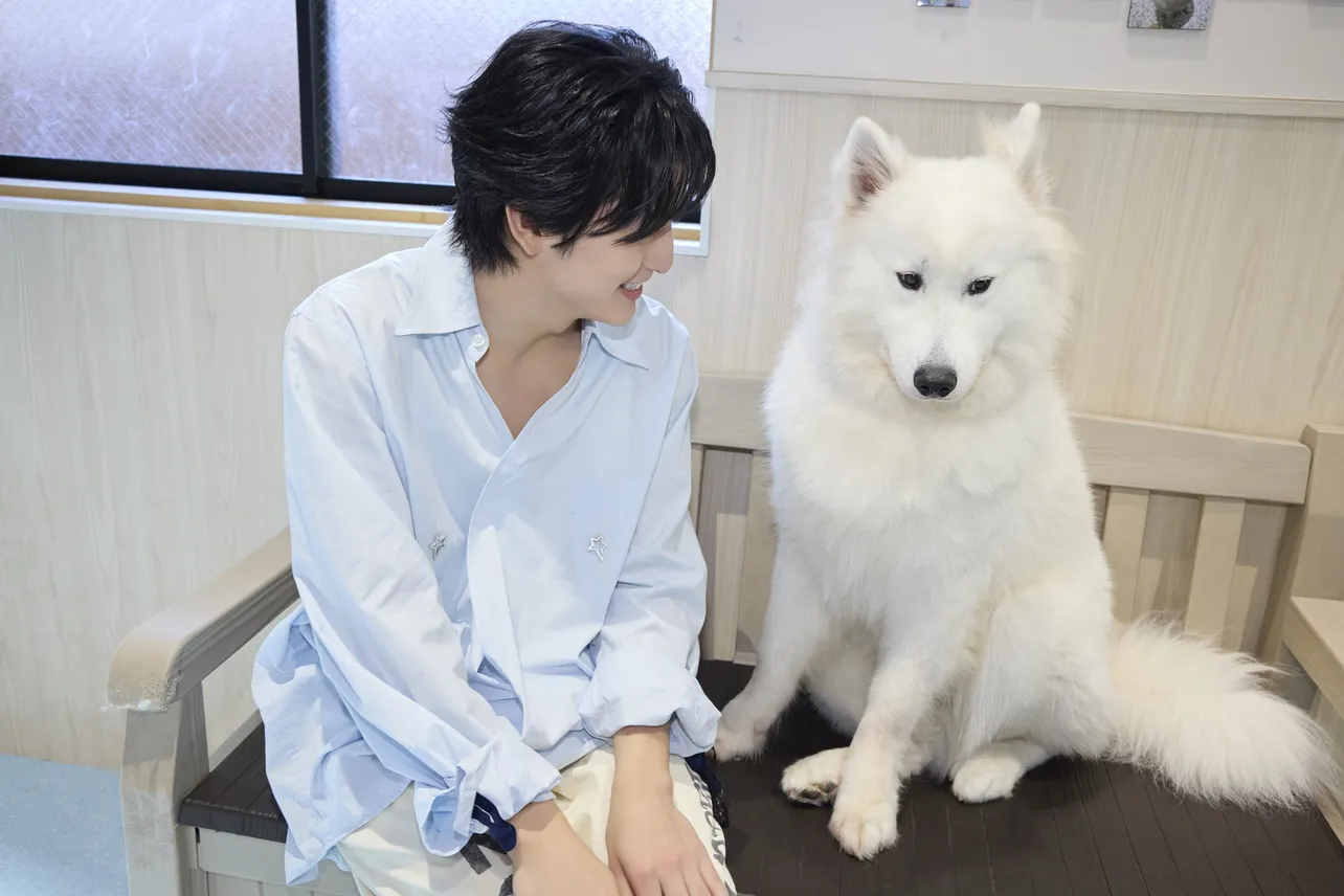 【写真】サモエドと戯れる悠くんのカワイイカット全12枚