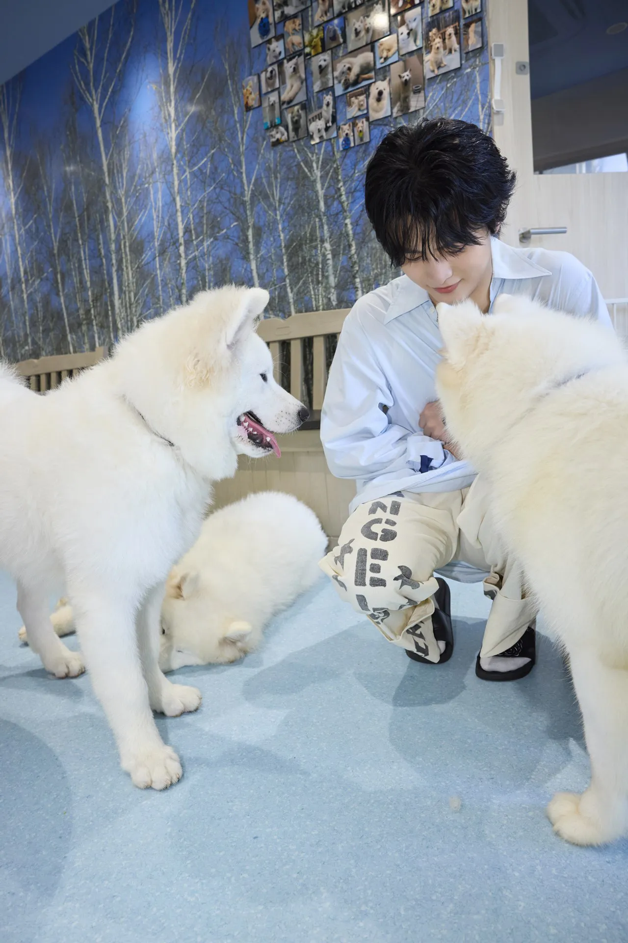 サモエドが４匹