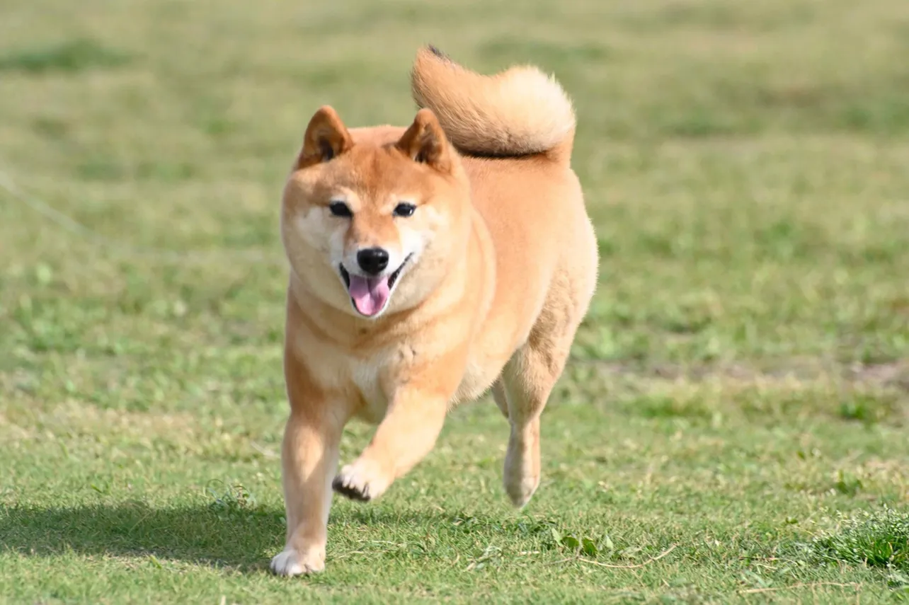 【写真】「シバのおきて」に新たな仲間として登場する柴犬・ひとみ