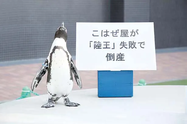 【写真を見る】ペンギン占いの結果では、「陸王」の最終回が衝撃の内容に！