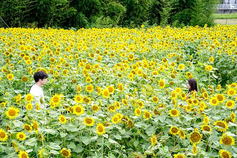 映画「盤上の向日葵」より