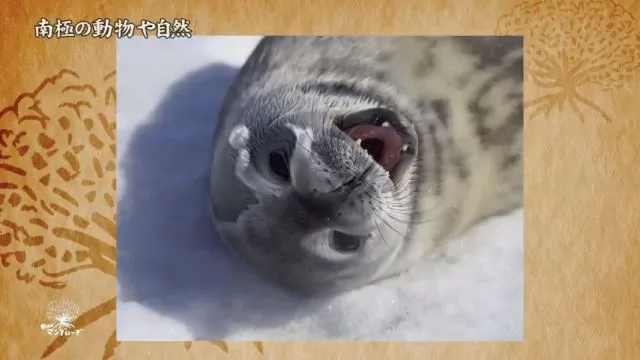 夏期に出会う事ができるアザラシ