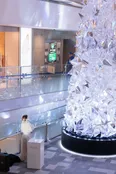 「表参道ヒルズ クリスマスツリー 2025 点灯式」より