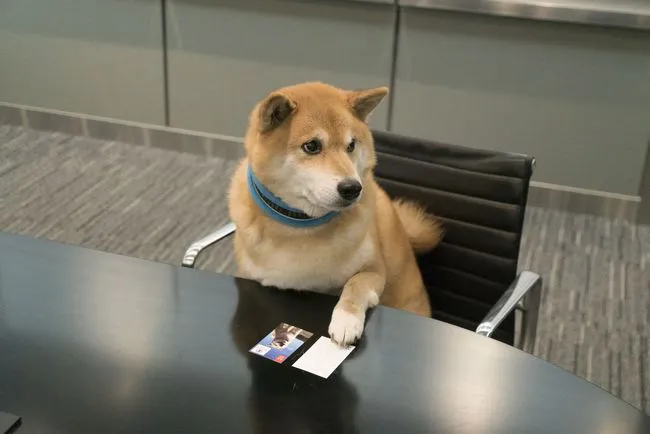 名刺を並べる柴犬まる