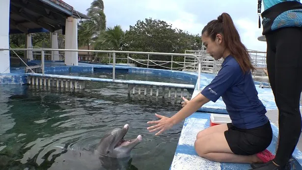 【写真を見る】ハワイで念願のイルカ飼育員を体験する朝奈さん