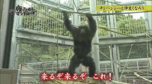 【写真でみる】チンパンジーのギン君からは熱烈な歓迎が！