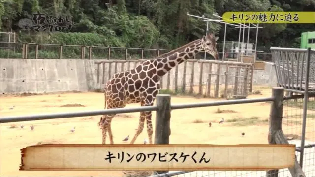 キリンのワビスケ君