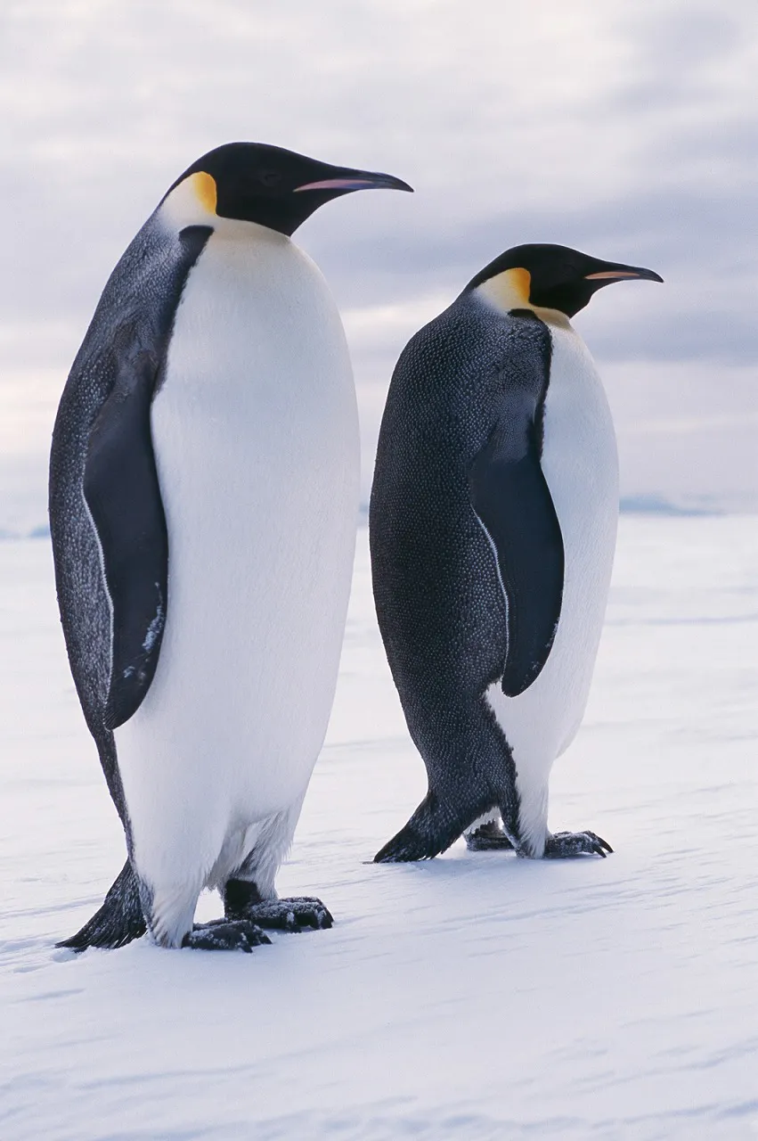 コウテイペンギンやロイヤルペンギン、ケープペンギンなど世界のペンギンを紹介する