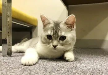 広瀬すずの“激カワ”愛猫が「anone」期間限定PR隊長就任!SP動画でおしゃべり!?