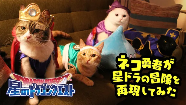 勇者に扮したネコたちが大冒険するWEBムービー「猫の日【星ドラ】ネコ勇者たちが冒険してみた」が公開
