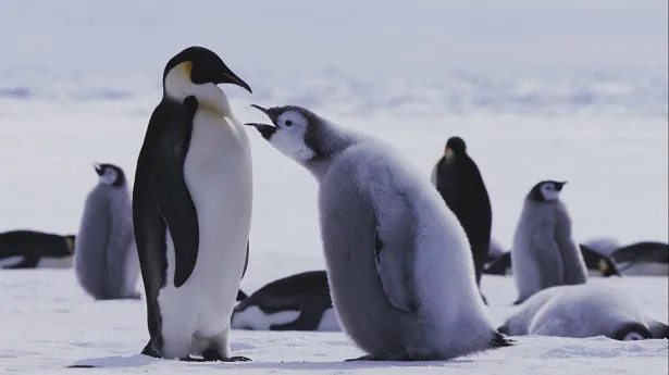 【写真を見る】南極に住むかわいいコウテイペンギンも高画質で見れる！
