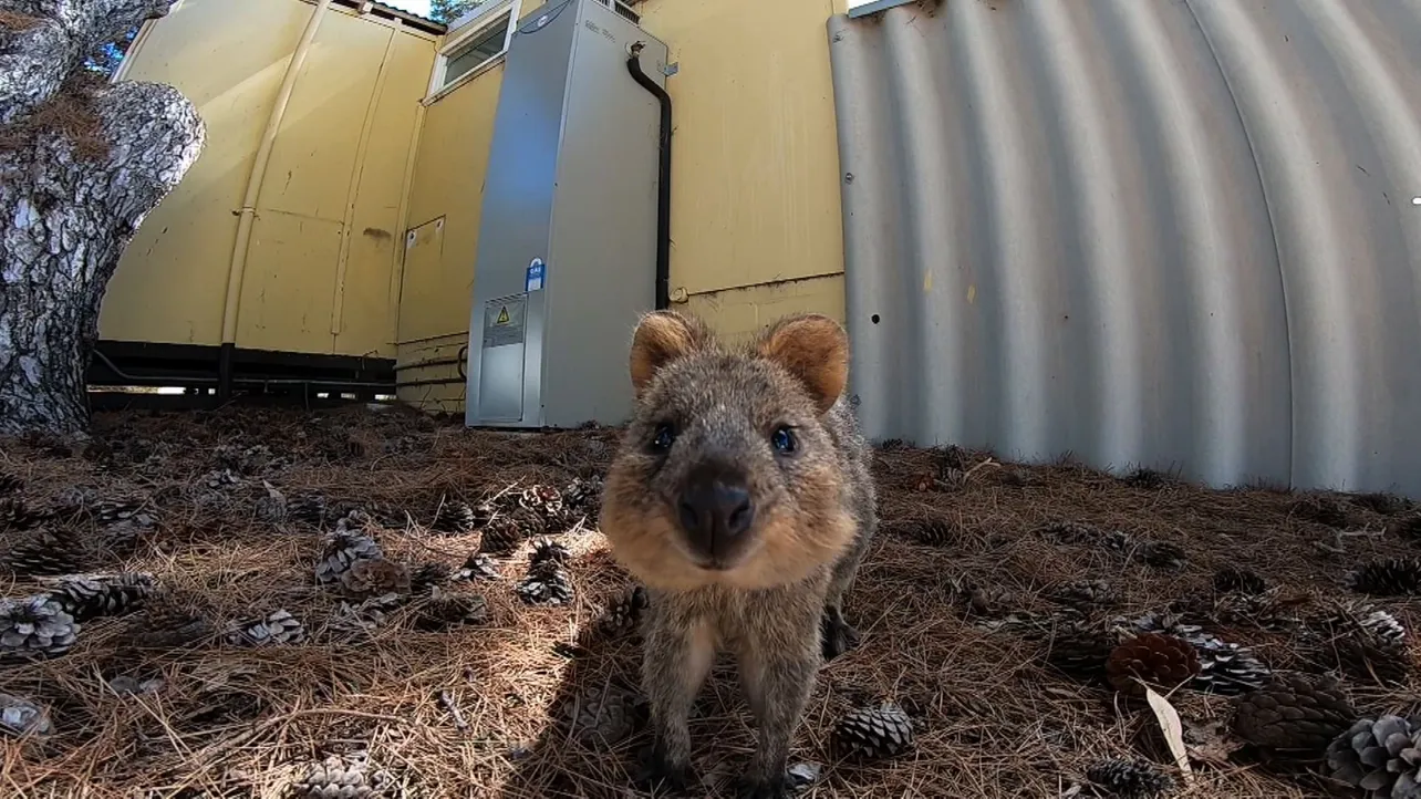 村上佳菜子が調査しにオーストラリアに行く、「世界一幸せな動物」と言われる絶滅危惧種・クオッカ