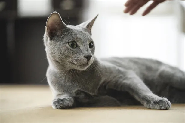 画像 沢尻エリカ 共演の美猫と 家族 に 猫もエリカちゃんもかわいい の声 5 6 Webザテレビジョン