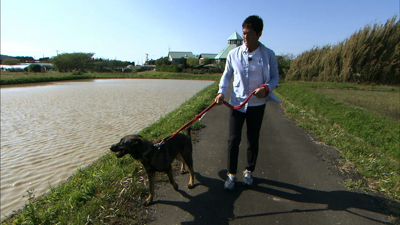 大型犬の散歩の苦労が明らかに