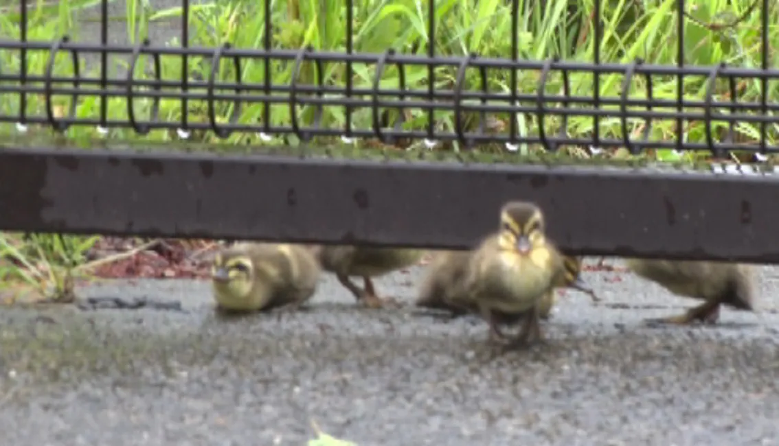 フェンスを無事突破した子カモ