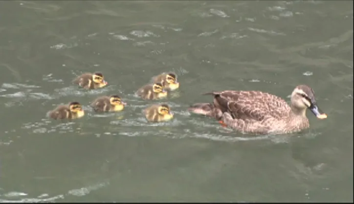 ふわふわのカモが生後2日で危険な引っ越し 志村どうぶつ園 で貴重密着映像を公開 1 3 Webザテレビジョン