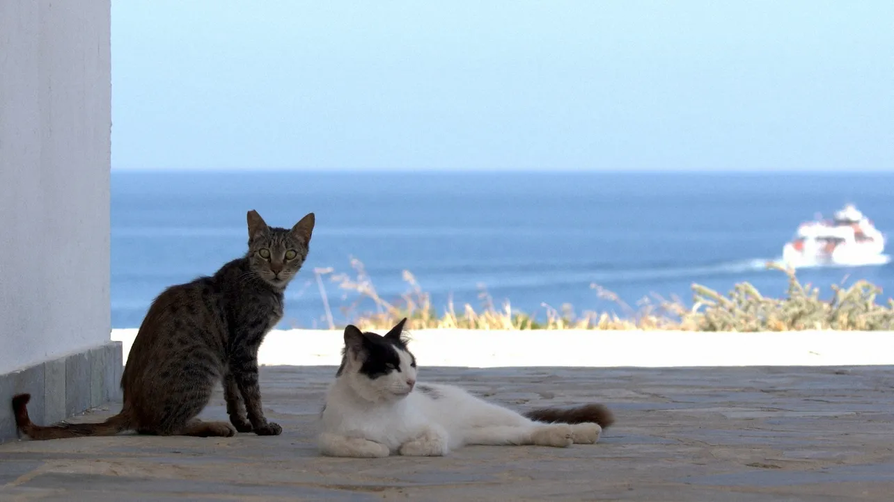 地中海を背に遊び疲れたネコたちが日陰でこっそり一休み