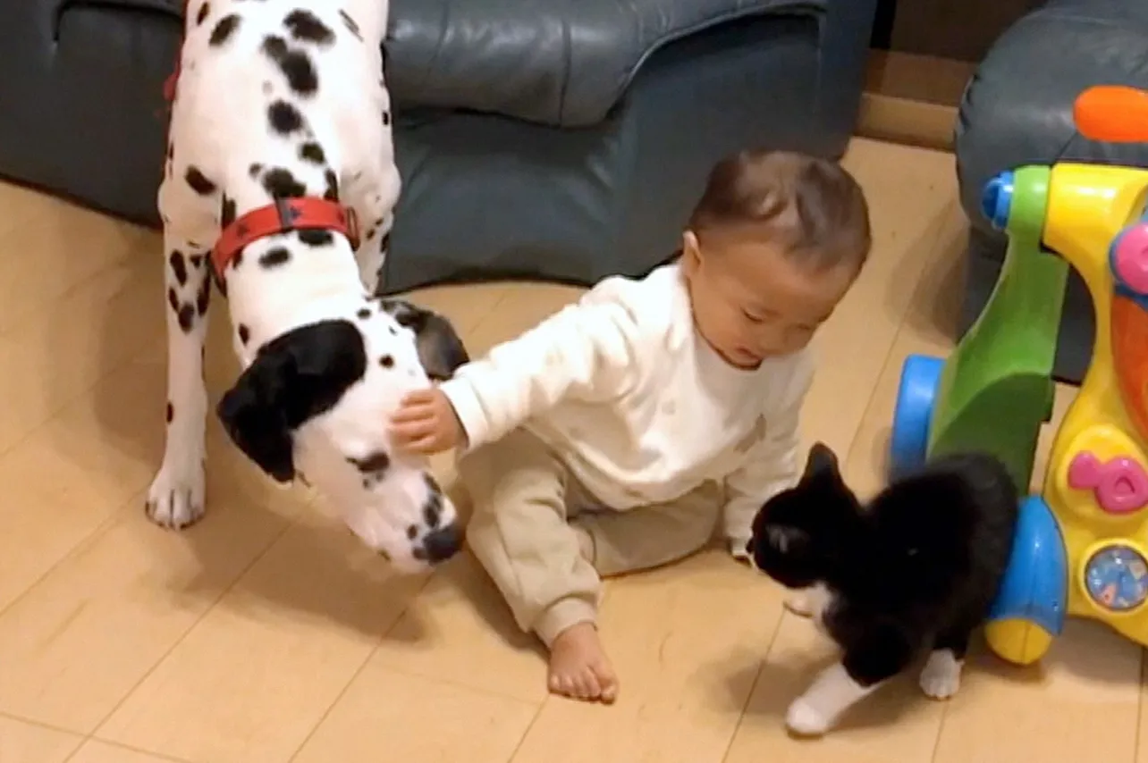 【写真を見る】犬猫と赤ちゃんがかわい過ぎる…！