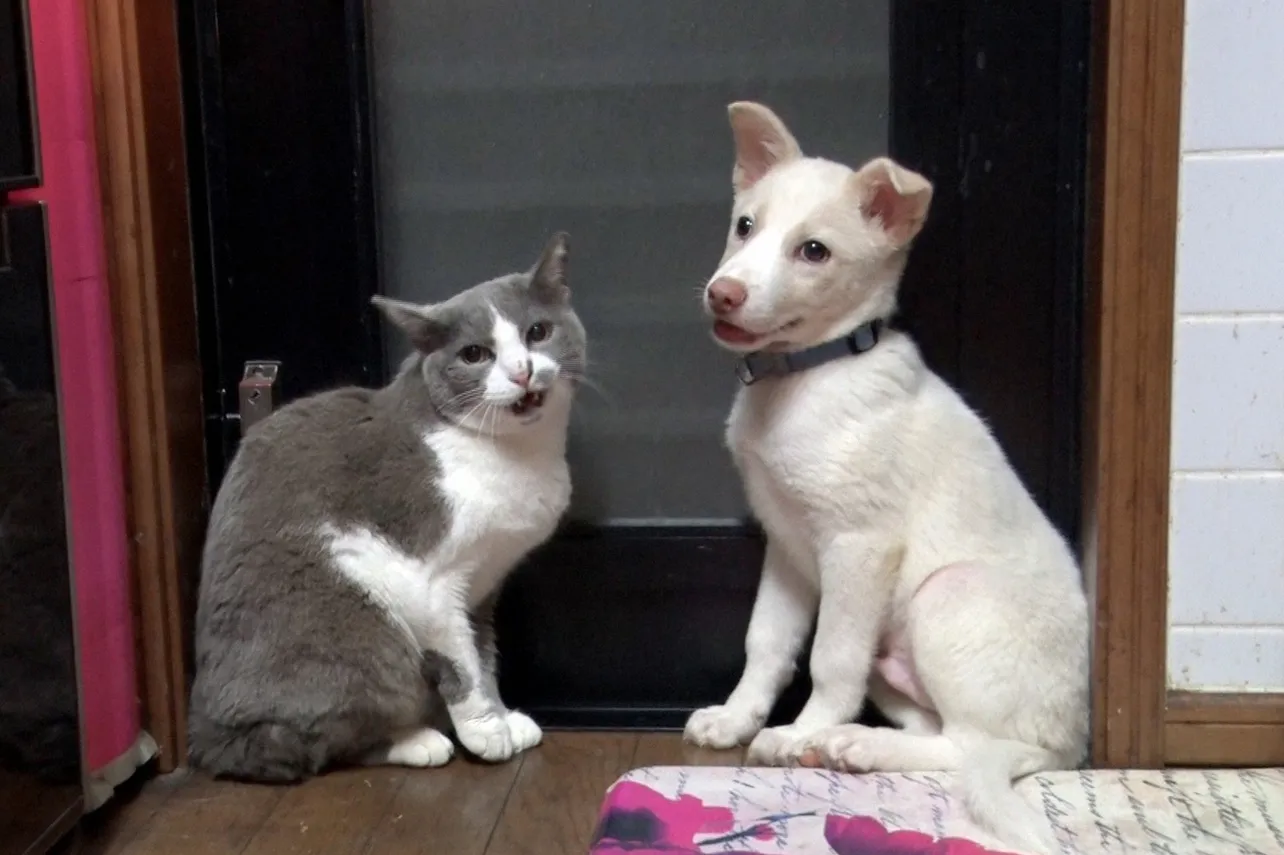 犬と猫は仲良しなのか?
