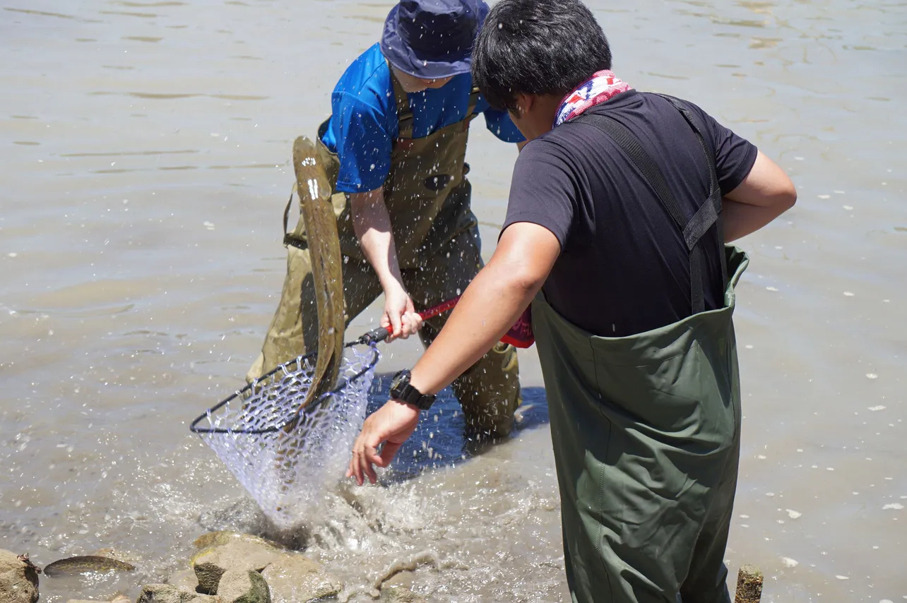 威勢のよいオオウナギと格闘する田中